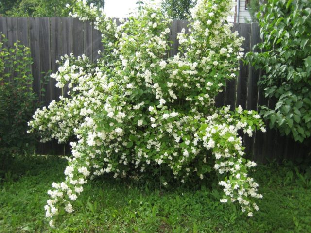 Mock orange: pruning in the fall, the scheme and rules of haircuts for beginners, video