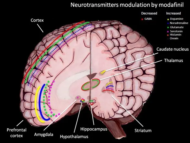 Modafinil &#8211; the first safe brain doping? How does Modafinil work?