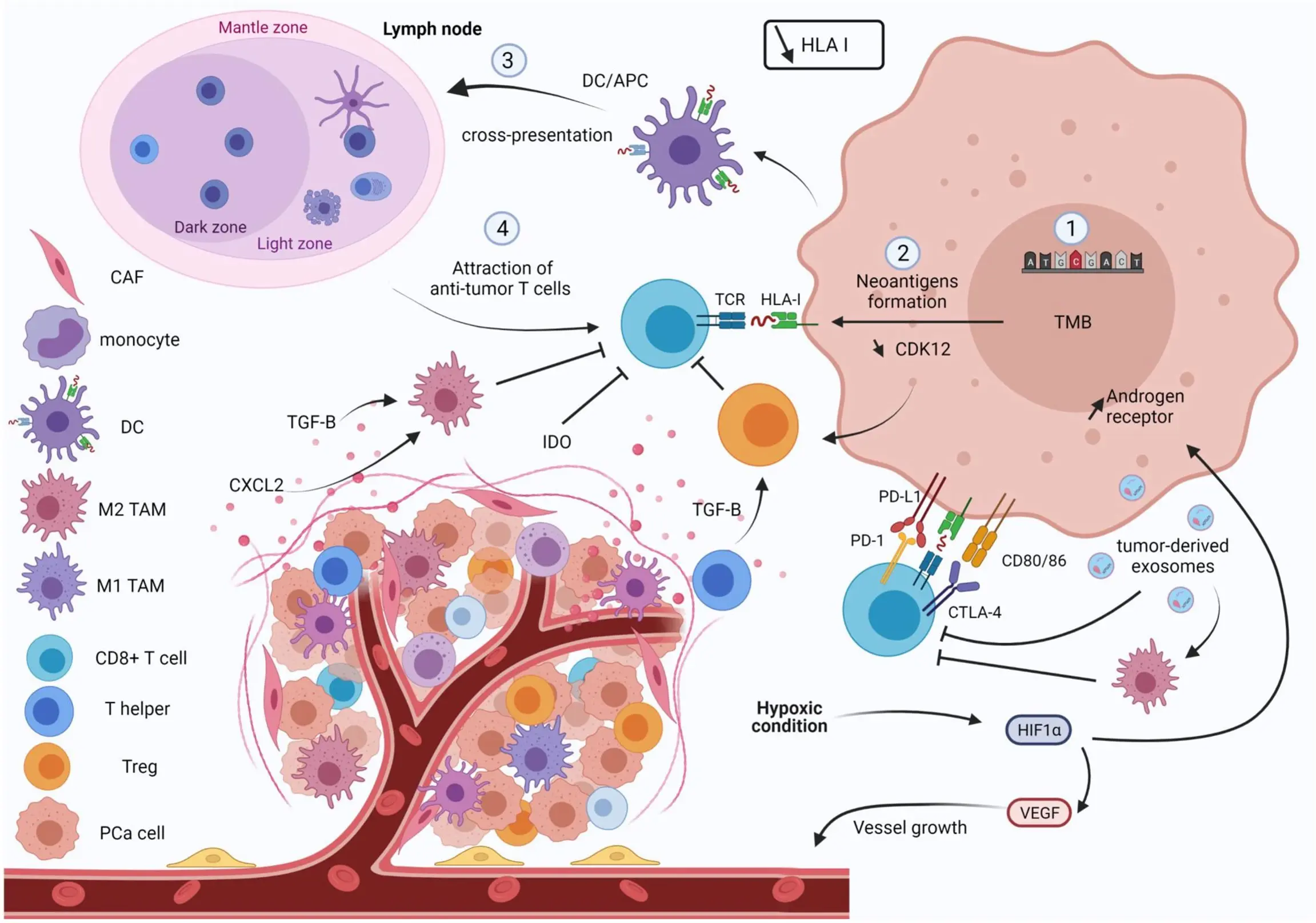 Modern drugs for prostate cancer not for Poles?