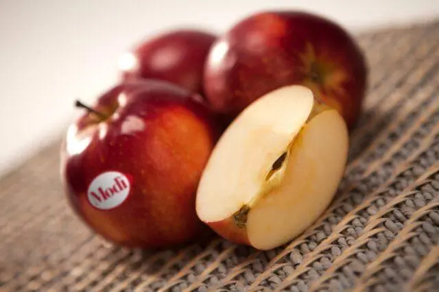 Modi apple variety: photo and description, reviews