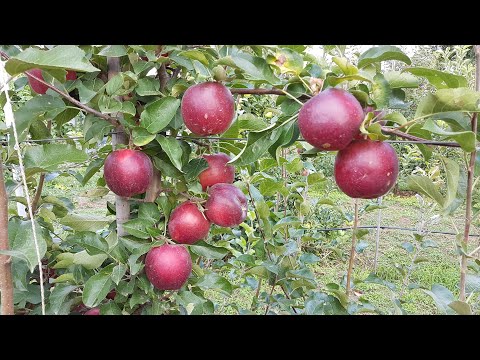 Modi apple variety: photo and description, reviews