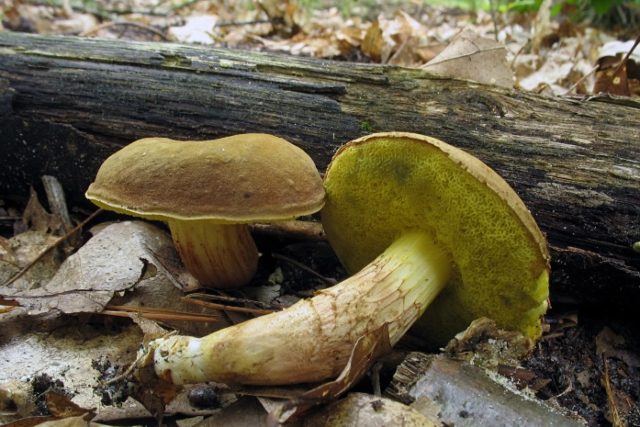 Mokhovik chestnut: where it grows, what it looks like, photo