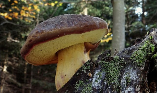 Mokhovik velvet: where it grows, what it looks like, photo