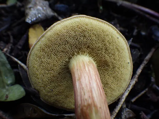 Mokhovik velvet: where it grows, what it looks like, photo