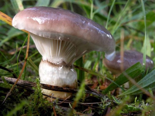 Mokruha mushroom: photo and description