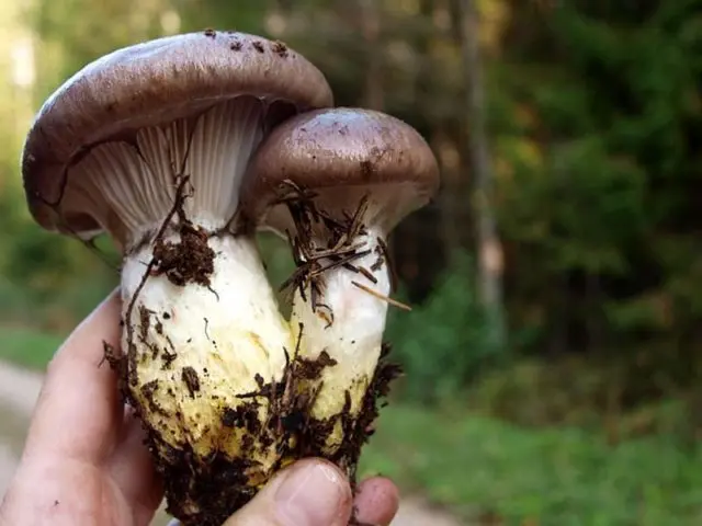 Mokruha mushroom: photo and description