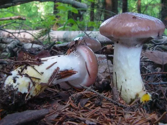 Mokruha mushroom: photo and description