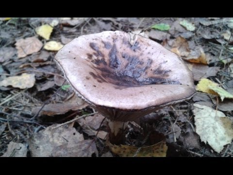 Mokruha mushroom: photo and description