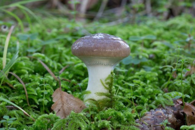 Mokruha mushroom: photo and description