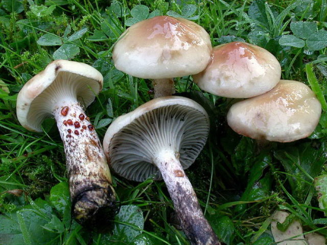 Mokruha mushroom: photo and description