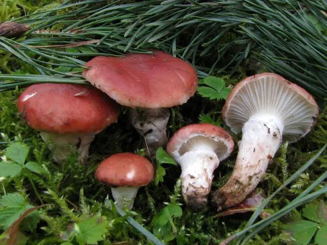 Mokruha mushroom: photo and description