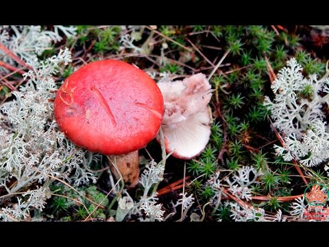 Mokruha mushroom: photo and description