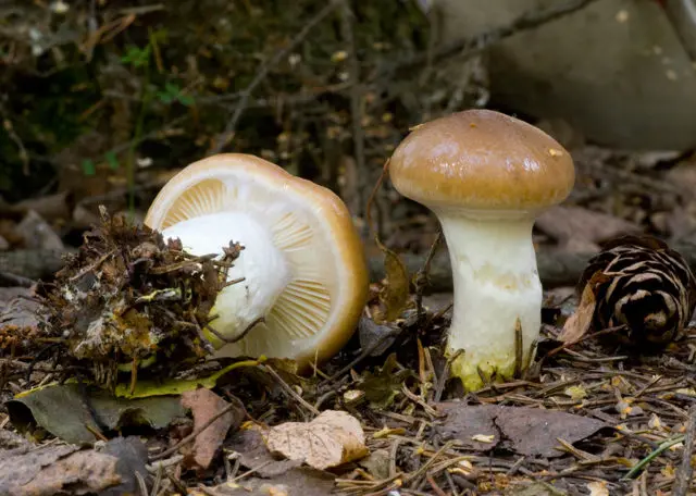 Mokruha mushroom: photo and description