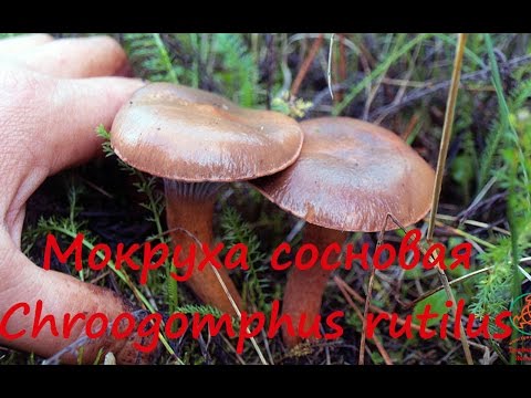 Mokruha purple: description and photo