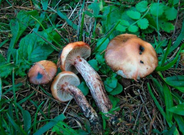 Mokruha spotted mushroom: description and photo