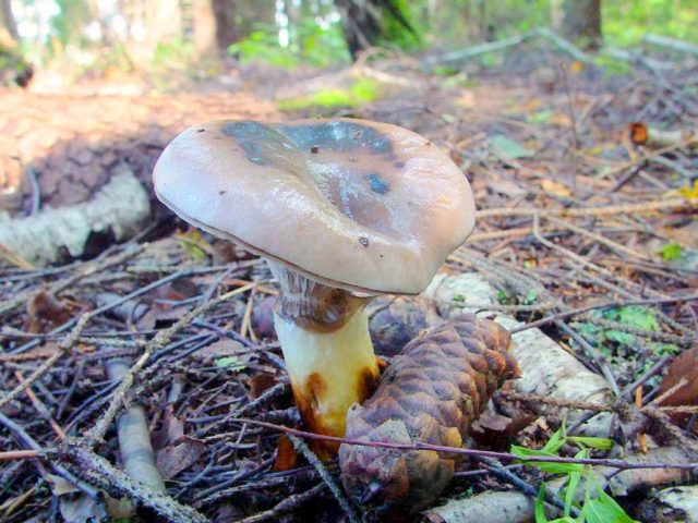 Mokruha spotted mushroom: description and photo