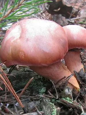 Mokrukha: photo and description