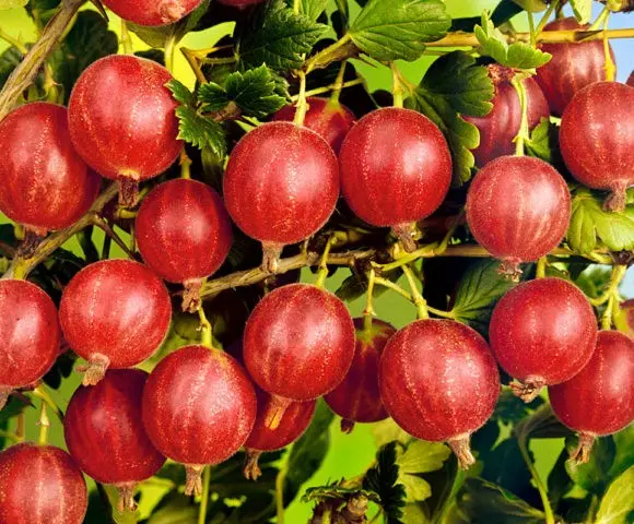 Mold on gooseberries: how to fight, what to do