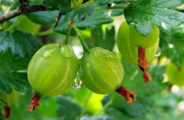 Mold on gooseberries: how to get rid and how to prevent?