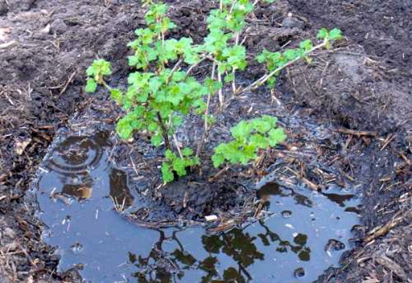 Mold on gooseberries: how to get rid and how to prevent?