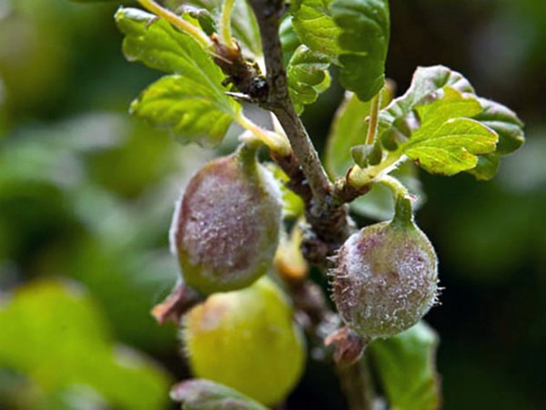 Mold on gooseberries: how to get rid and how to prevent?