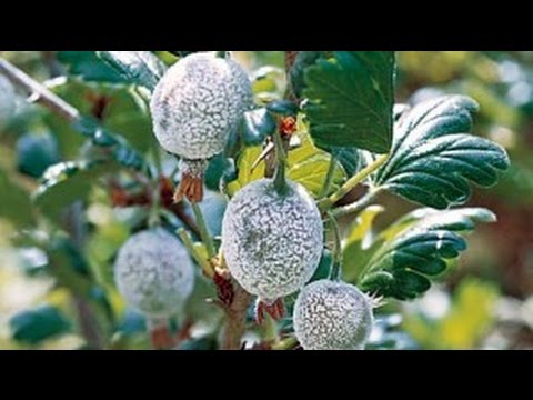 Mold on gooseberries: how to get rid and how to prevent?