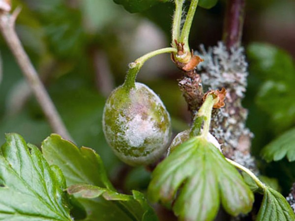 Mold on gooseberries: how to get rid and how to prevent?