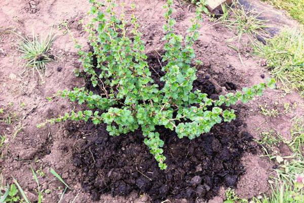 Mold on gooseberries: how to get rid and how to prevent?