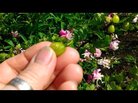 Mold on gooseberries: how to get rid and how to prevent?