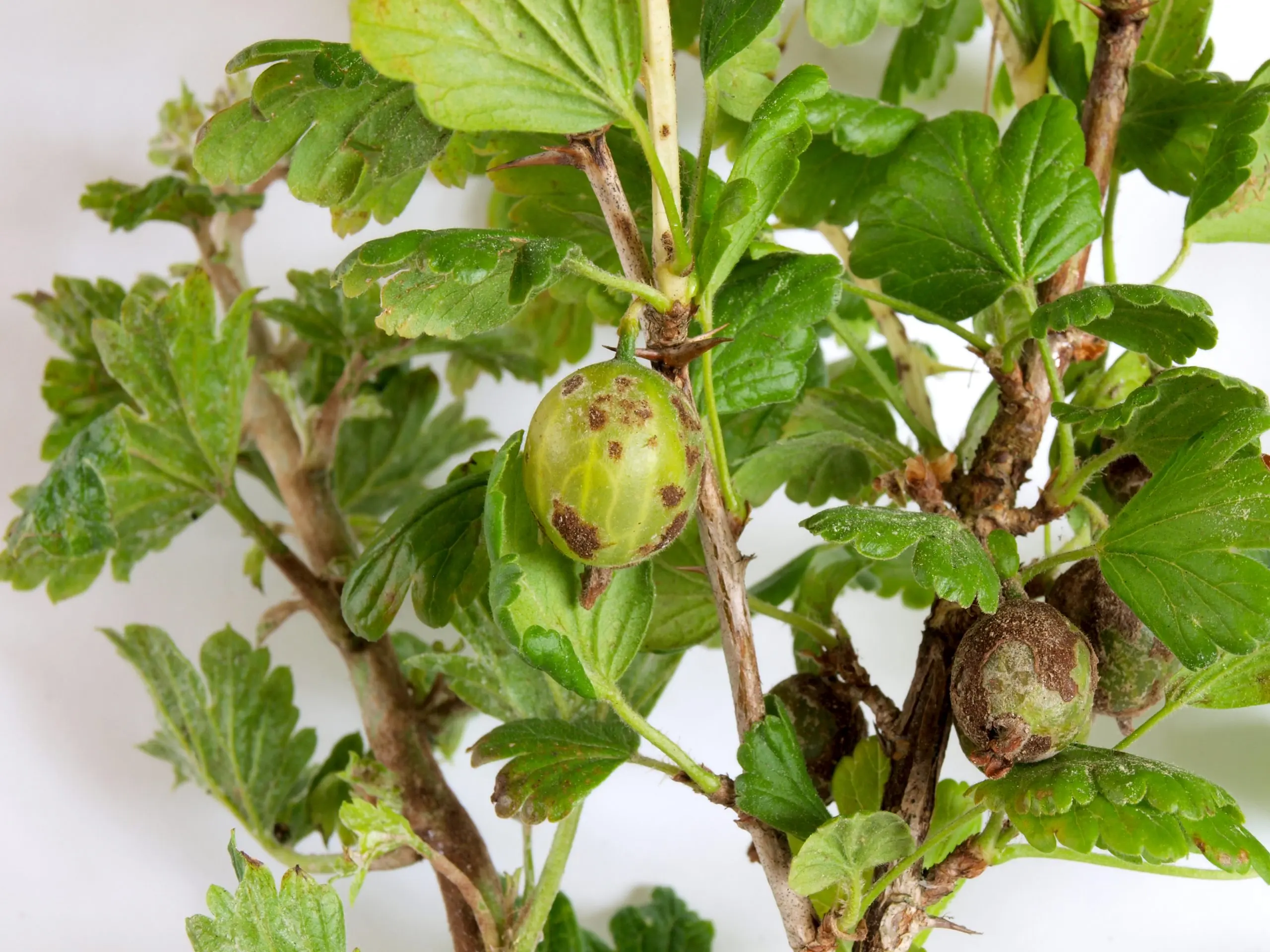 Mold on gooseberries: how to get rid and how to prevent?