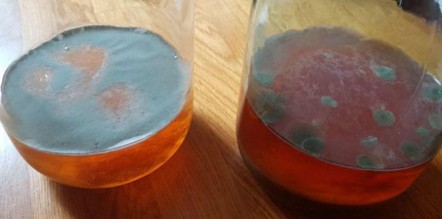 Mold on the surface of kombucha (moldy): what to do, causes, how to cure