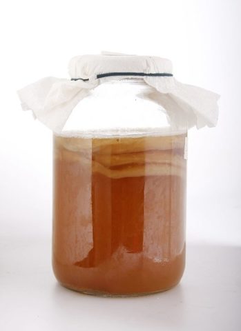 Mold on the surface of kombucha (moldy): what to do, causes, how to cure