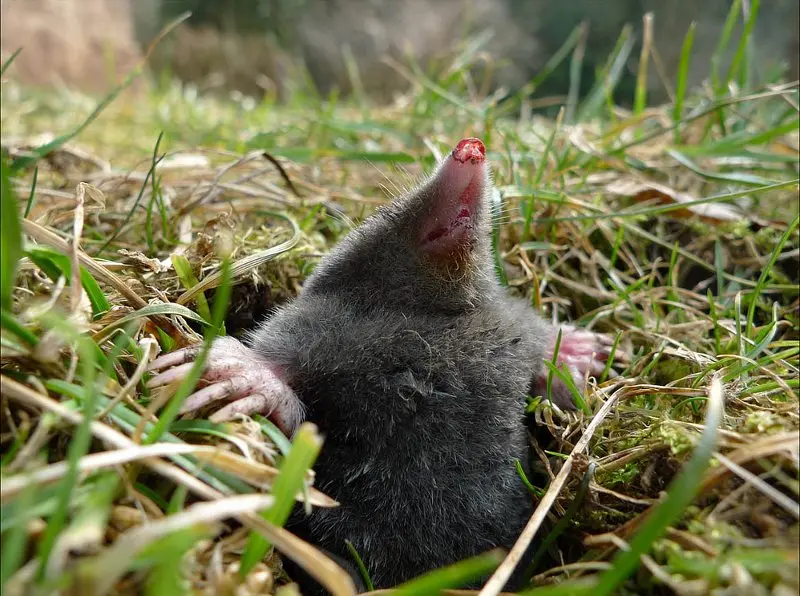 Moles: the fight with folk remedies on the site