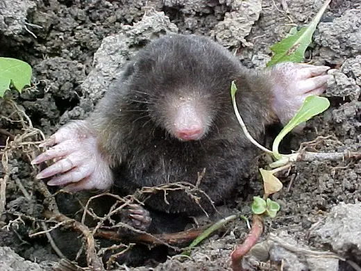 Moles: the fight with folk remedies on the site