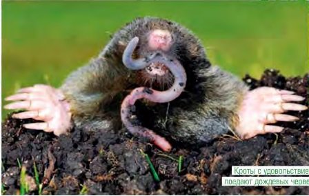 Moles: the fight with folk remedies on the site