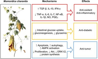 Momordica Charantia: medicinal properties and contraindications