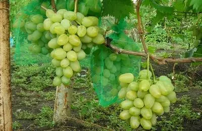 Monarch grape