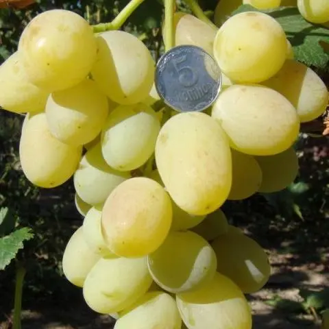 Monarch grape