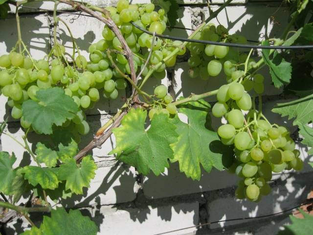 Monarch grape