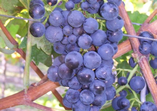 Monarch grape