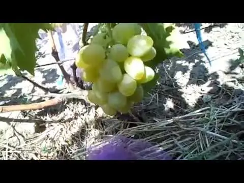 Monarch grape