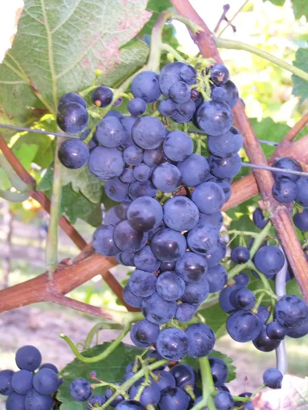 Monarch grape