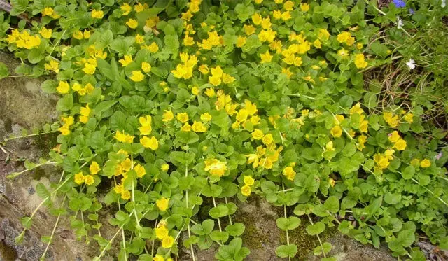 Monetary loosestrife: planting and care, photos in landscape design