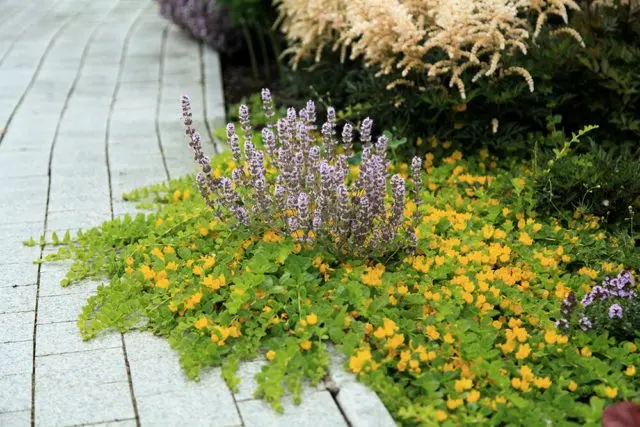 Monetary loosestrife: planting and care, photos in landscape design