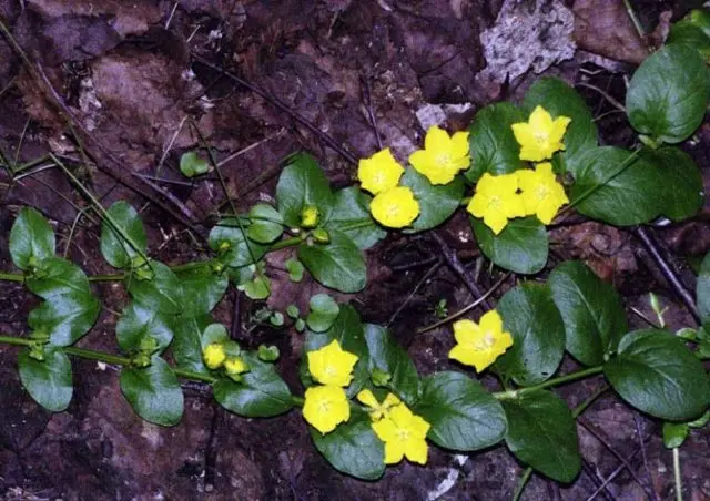 Monetary loosestrife: planting and care, photos in landscape design