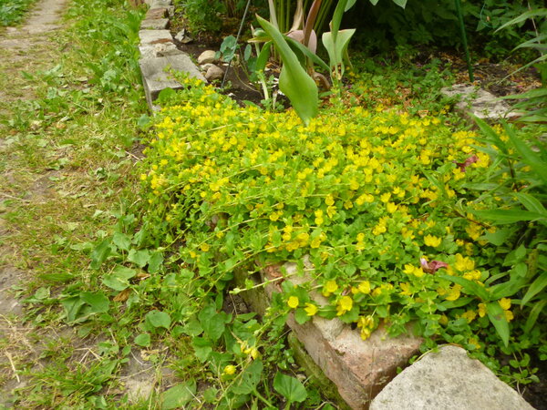 Monetary loosestrife: planting and care, photos in landscape design