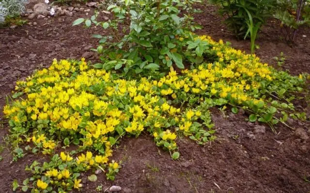 Monetary loosestrife: planting and care, photos in landscape design