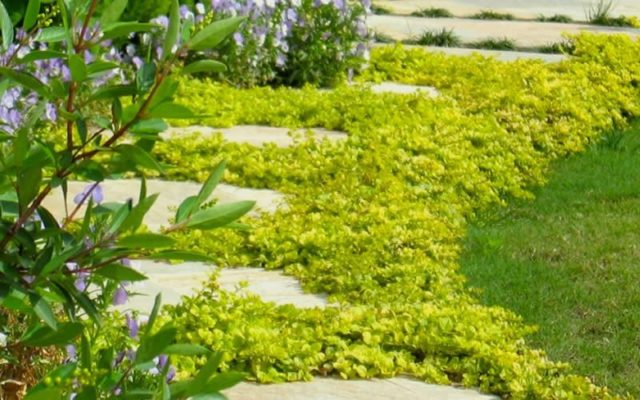 Monetary loosestrife: planting and care, photos in landscape design