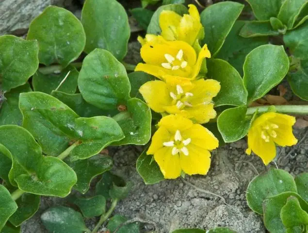 Monetary loosestrife: planting and care, photos in landscape design