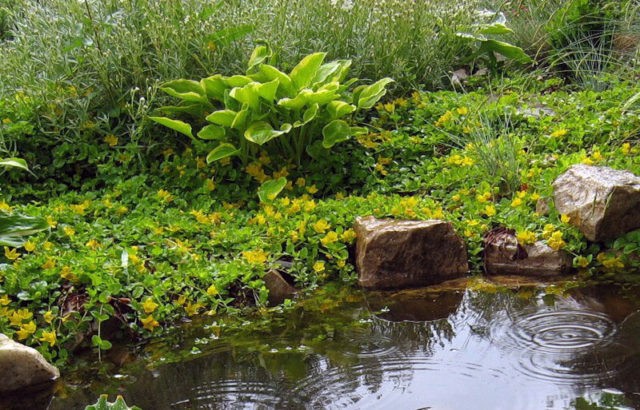 Monetary loosestrife: planting and care, photos in landscape design